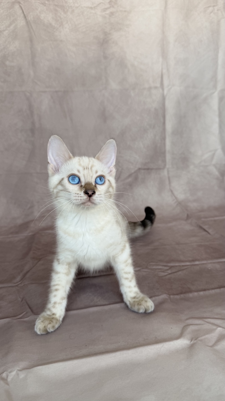 Snow Lynx Spotted Bengal Bengal kitten