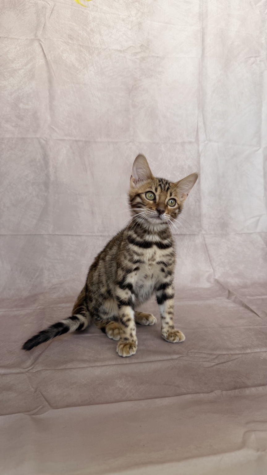 Brown Spotted Bengal Bengal kitten, photo 1 of 9