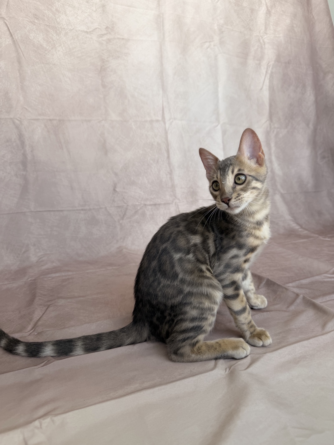 Blue Spotted Bengal Bengal kitten, photo 1 of 9