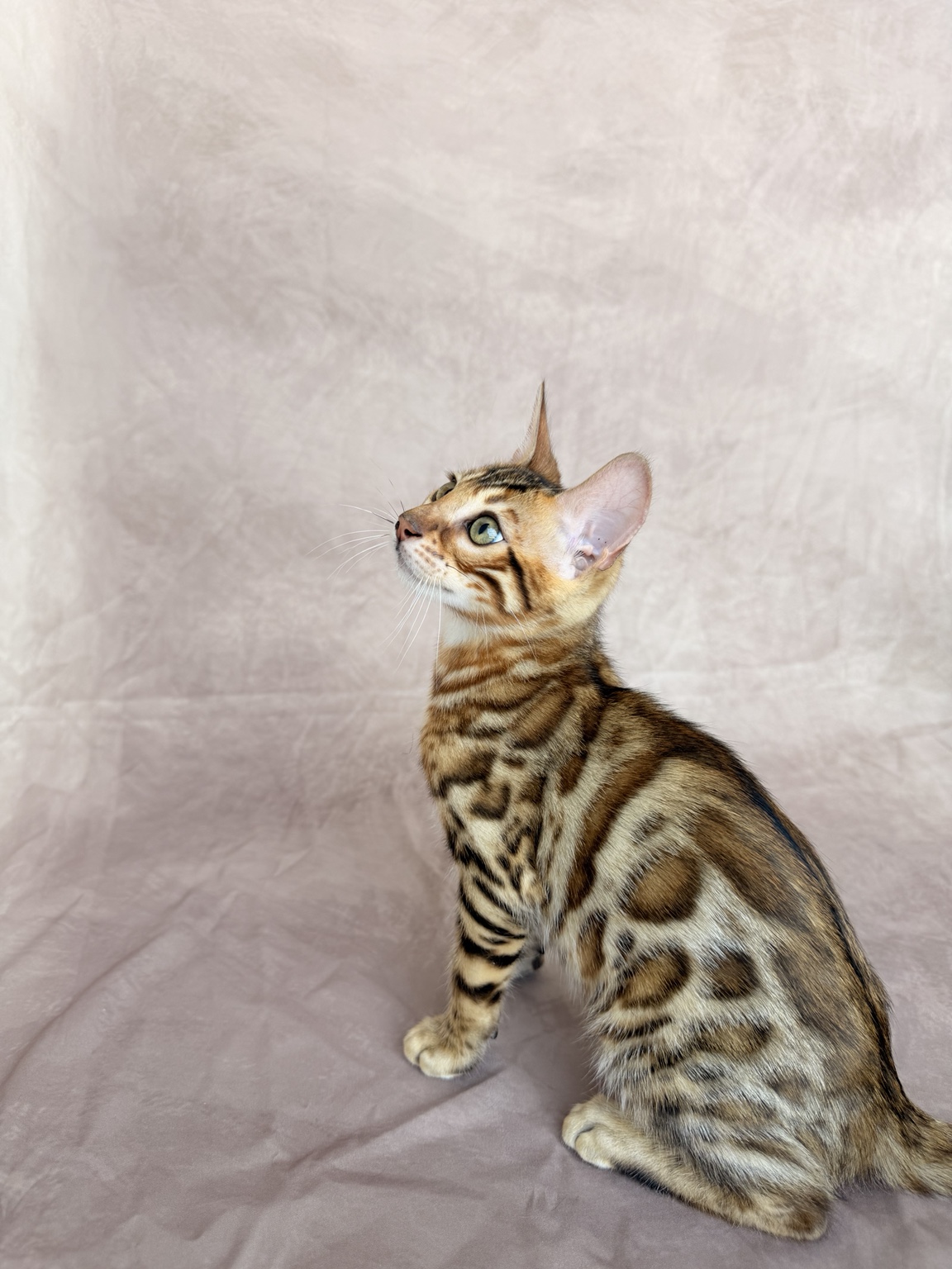 Brown Spotted Bengal Bengal kitten, photo 1 of 9