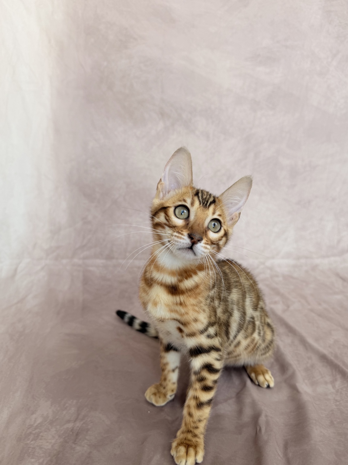 Brown Spotted Bengal Bengal kitten, photo 1 of 10