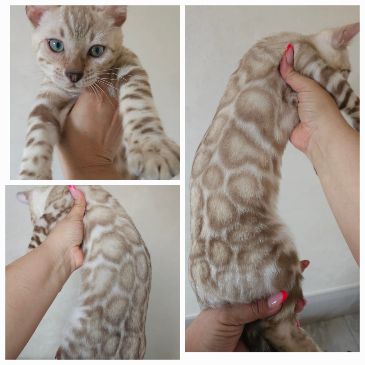 Snow Mink Spotted Bengal Bengal kitten, photo 1 of 1
